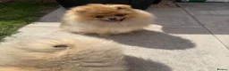Pomeranian dogs for sale: Teddy face Pomeranians  - Advert 4