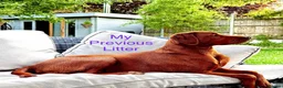 Labrador Retriever dogs for sale: Exceptional Health-Tested Purebred Labrador Puppys - Advert 16