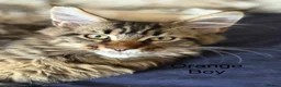 Maine Coon cats for sale: Stunning Maine Coon Kittens Looking for 5⭐️ Homes - Advert 13