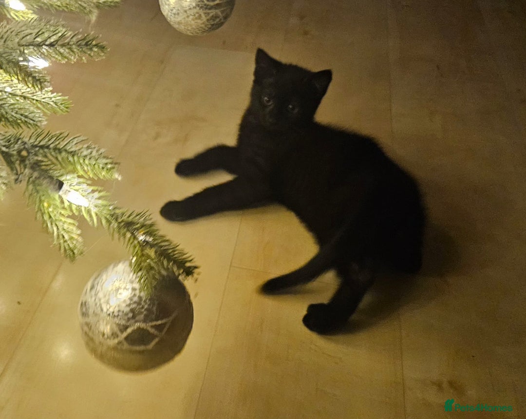 Maine Coon cats for sale: Maine coon cross kitten  - Advert 4