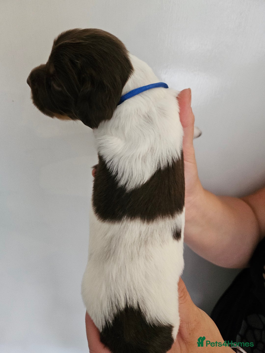 English Springer Spaniel dogs for sale: English Springer Spaniels Puppies 🐾 - Image 9