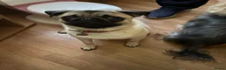 Pug dogs for sale: 8 month old Pug  - Advert 2