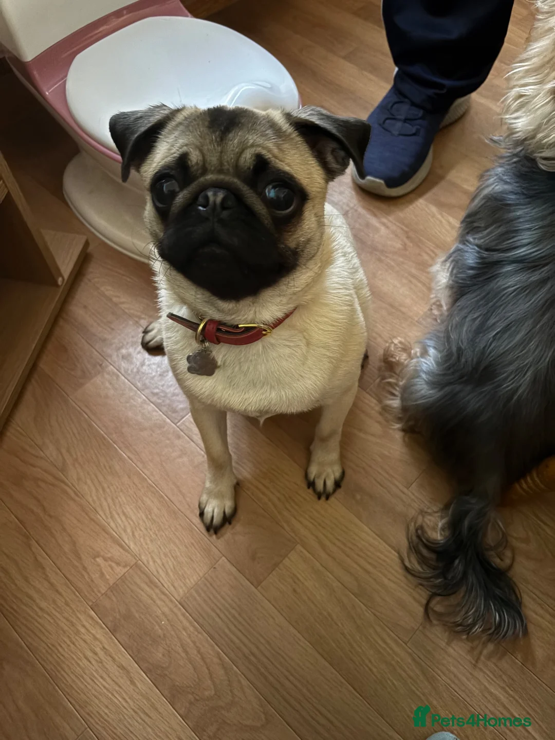 Pug dogs for sale: 8 month old Pug  - Advert 2