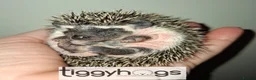 Pygmy Hedgehog rodents for sale: Handsome Male African pygmy hedgehogs  - Advert 7
