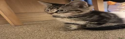 Brazilian Shorthair cats for sale: 3 Gorgeous Kittens  - Advert 3
