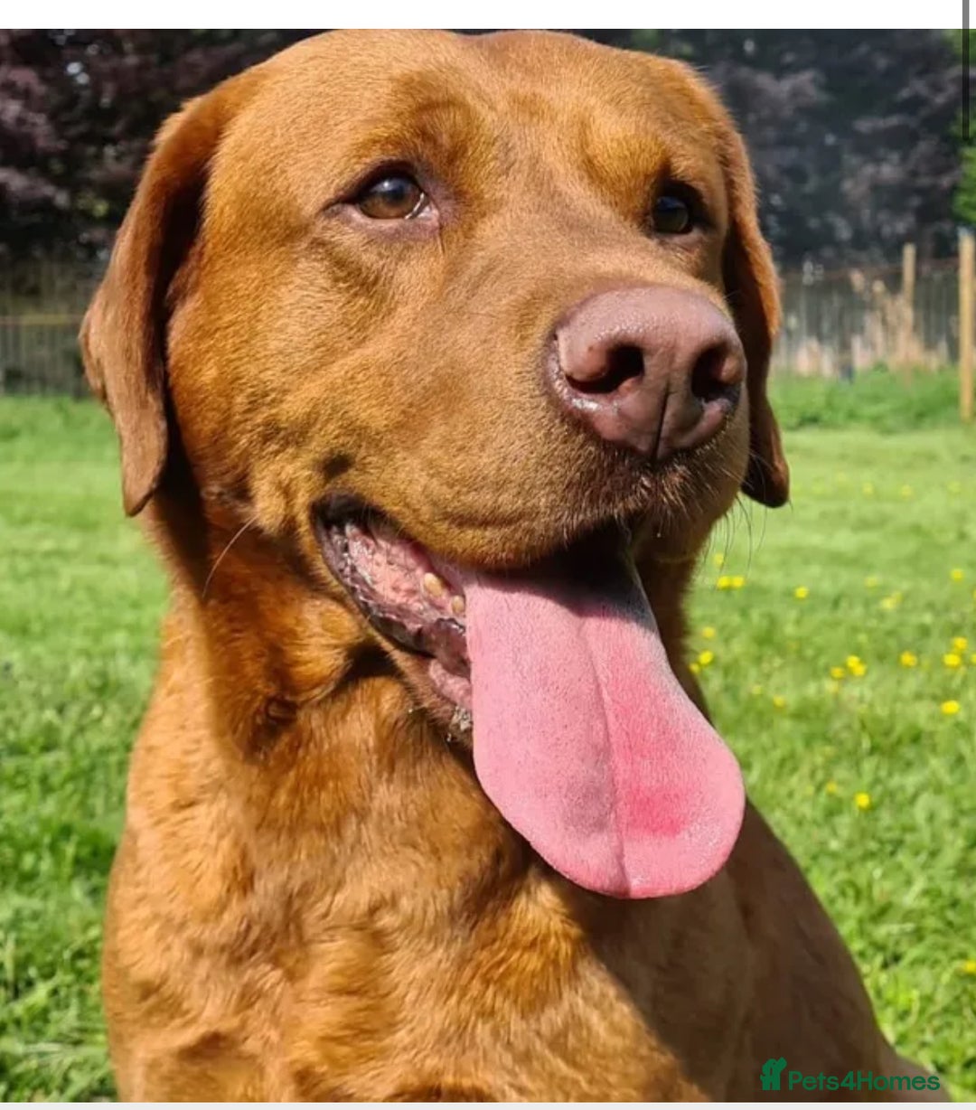 Labrador Retriever dogs for sale: Culm valley X Gold Celtic Warrior of Clearmeadow - Image 7