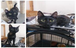 Mixed Breed cats for adoption: Tortie - super affectionate, chatty and loving - Image 1
