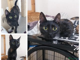 Mixed Breed cats - Advert 8