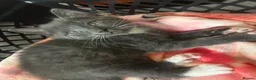 Mixed Breed cats for sale: 4 kittens all very different from each other  - Advert 20