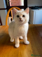 British Shorthair cats - Advert 12