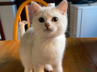 British Shorthair cats - Advert 35