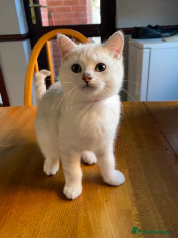 British Shorthair cats - Advert 14