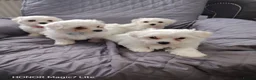 Maltese dogs for sale: Pure Maltese puppies❤️💙 - Advert 18