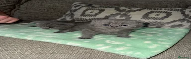 British Shorthair 2
