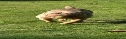 Olde English Bulldogge dogs for sale: Olde English bulldogge  - Advert 7