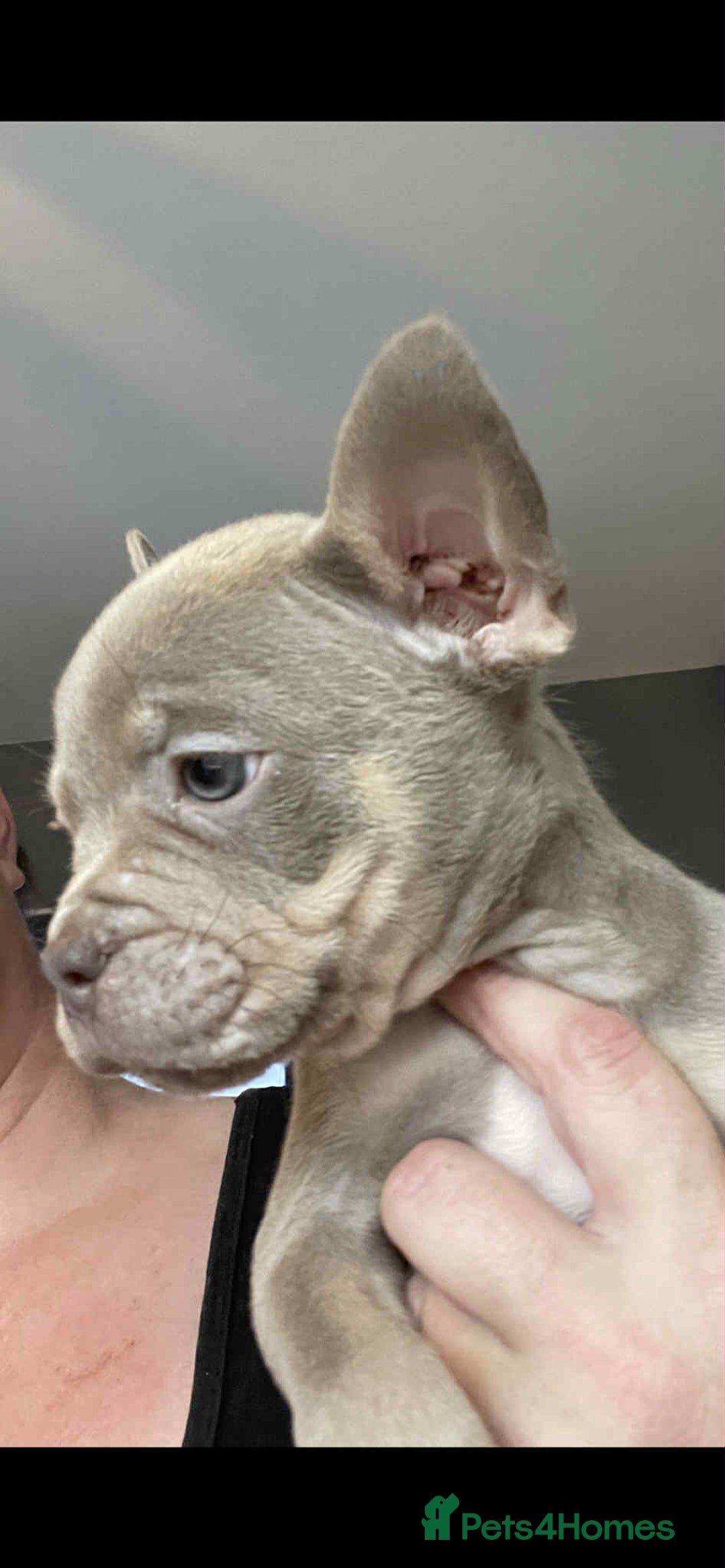 American Bulldog dogs for sale: Pocket bully  - Image 5