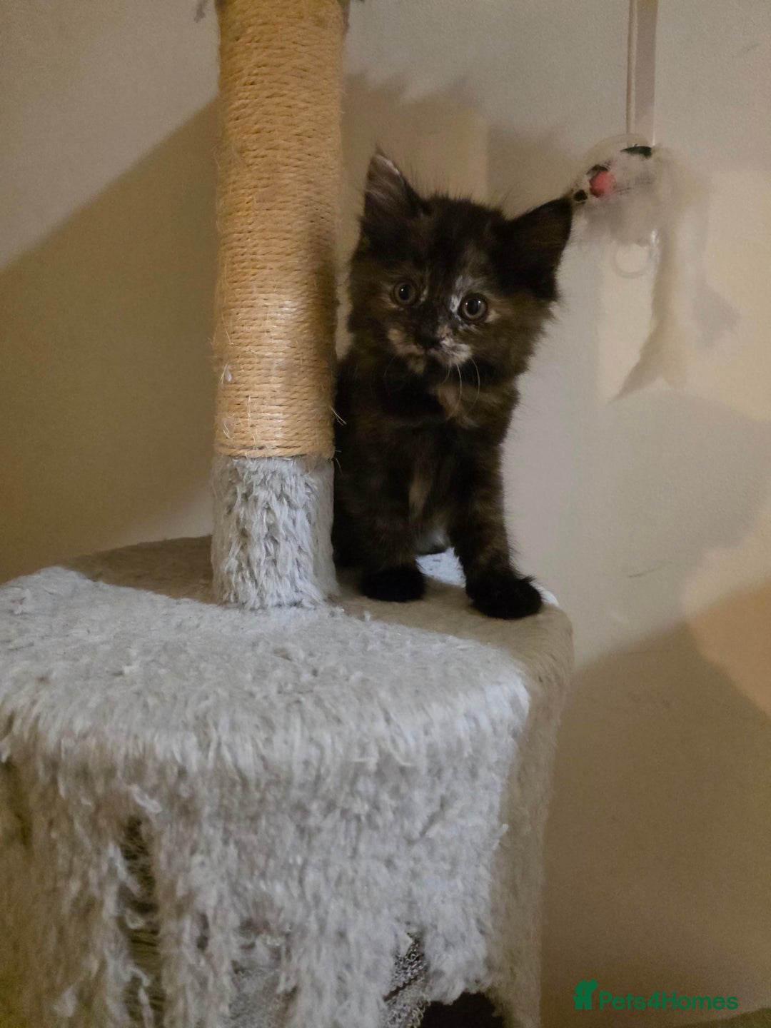 Mixed Breed cats for sale: Adorable longhair and short hair  - Advert 20