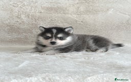 Pomsky dogs for sale: perfect husky markings Pomsky puppies for sale - Image 9