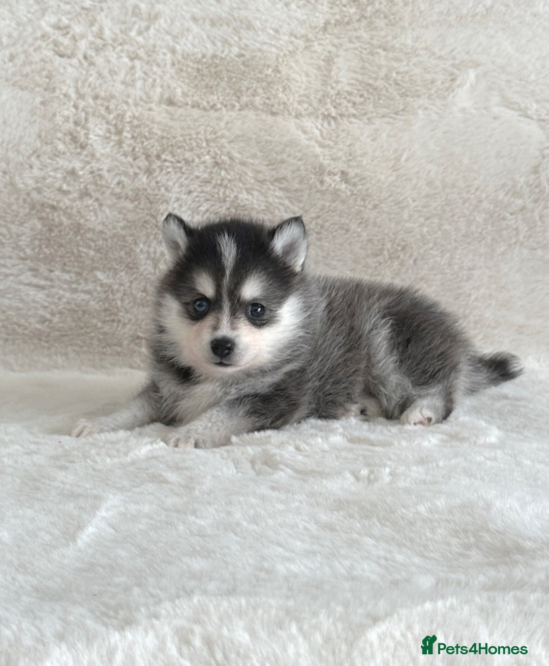 Pomsky dogs for sale: perfect husky markings Pomsky puppies for sale - Image 9