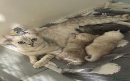British Shorthair cats for sale: 1 Smoky Female British shorthair  - Image 6