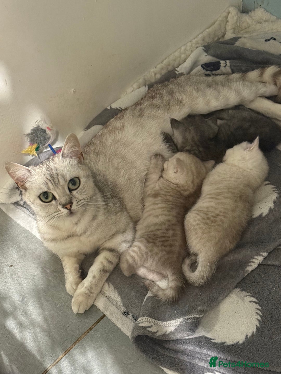 British Shorthair cats for sale: 1 Smoky Female British shorthair  - Image 6