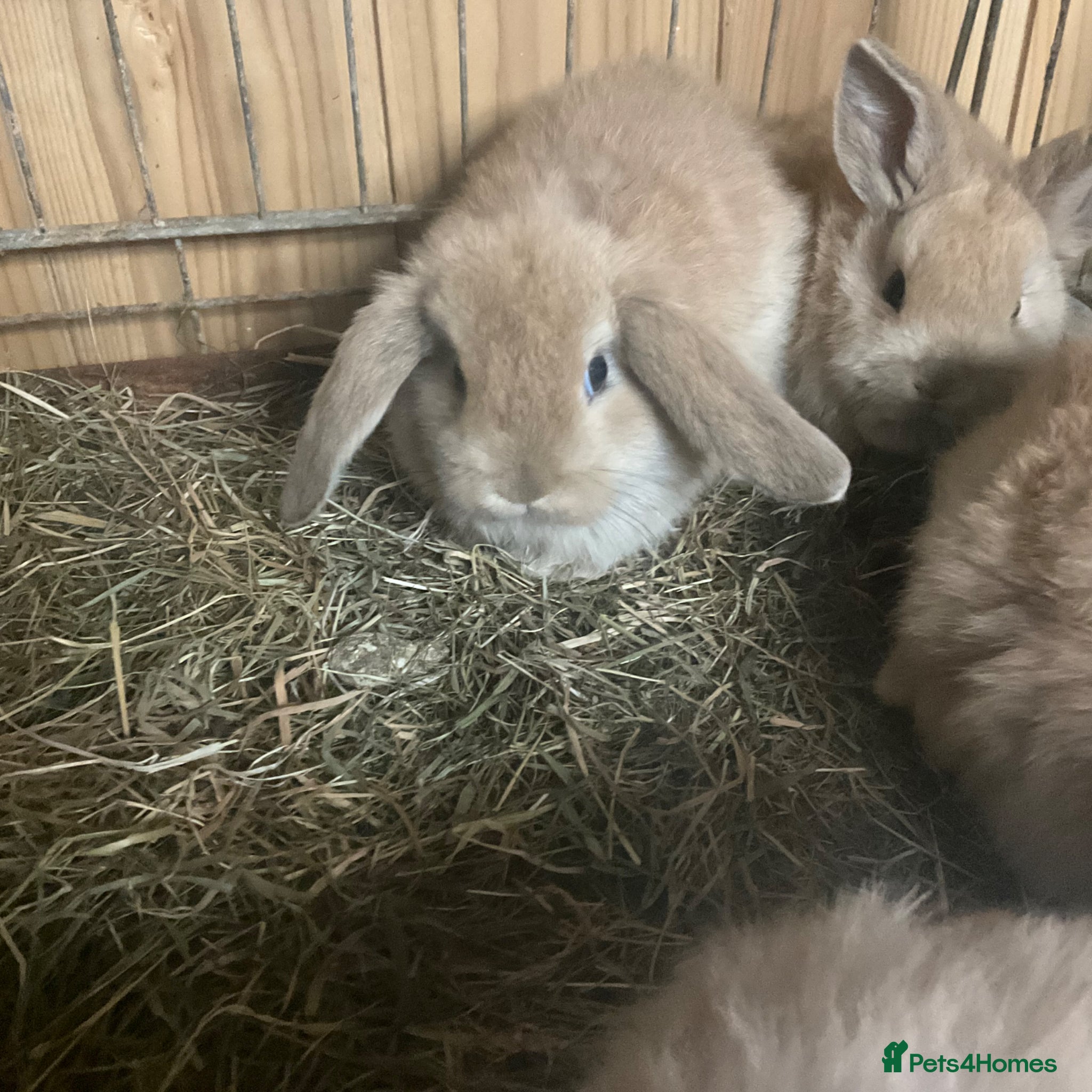 Mini Lop rabbits Mini lops - Advert 21