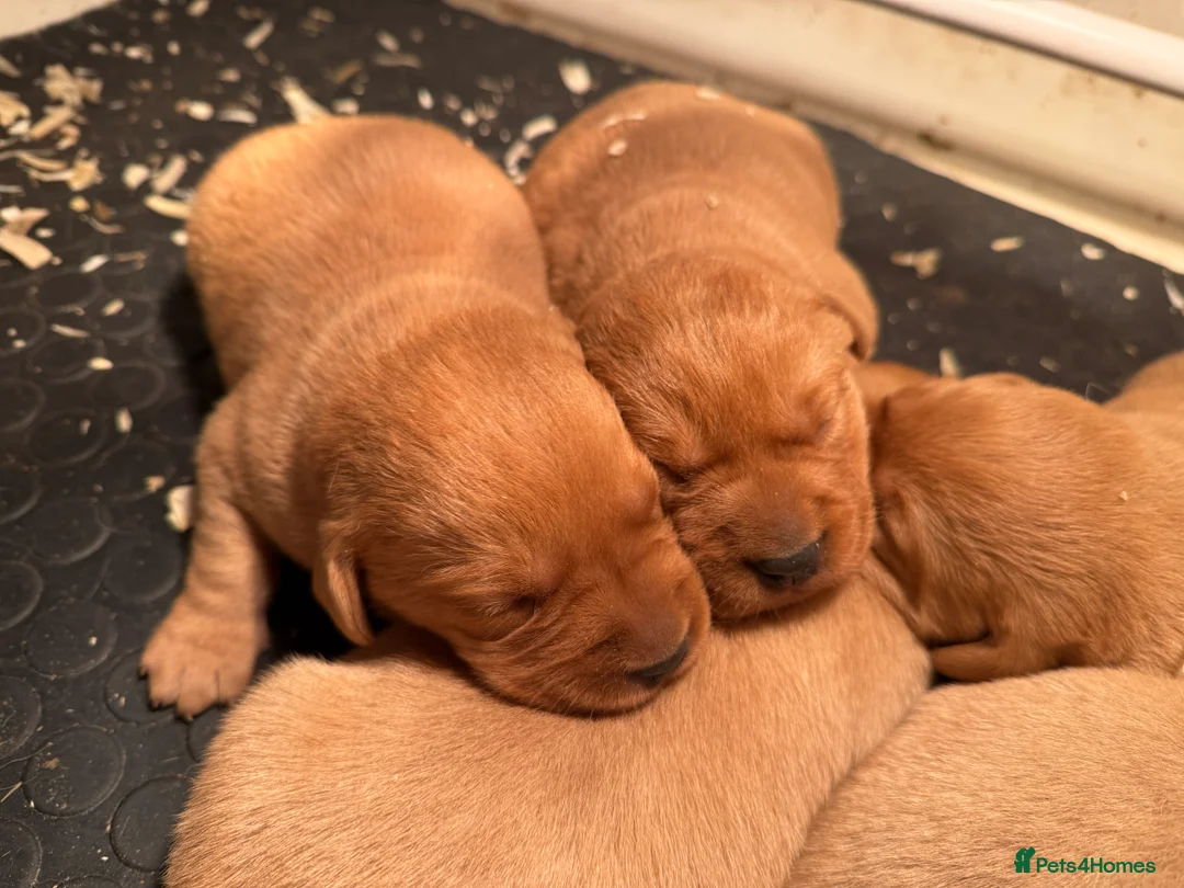 Labrador Retriever dogs for stud: Health clear,hip scored,KC Red Labrador for stud in Darlington - Advert 22