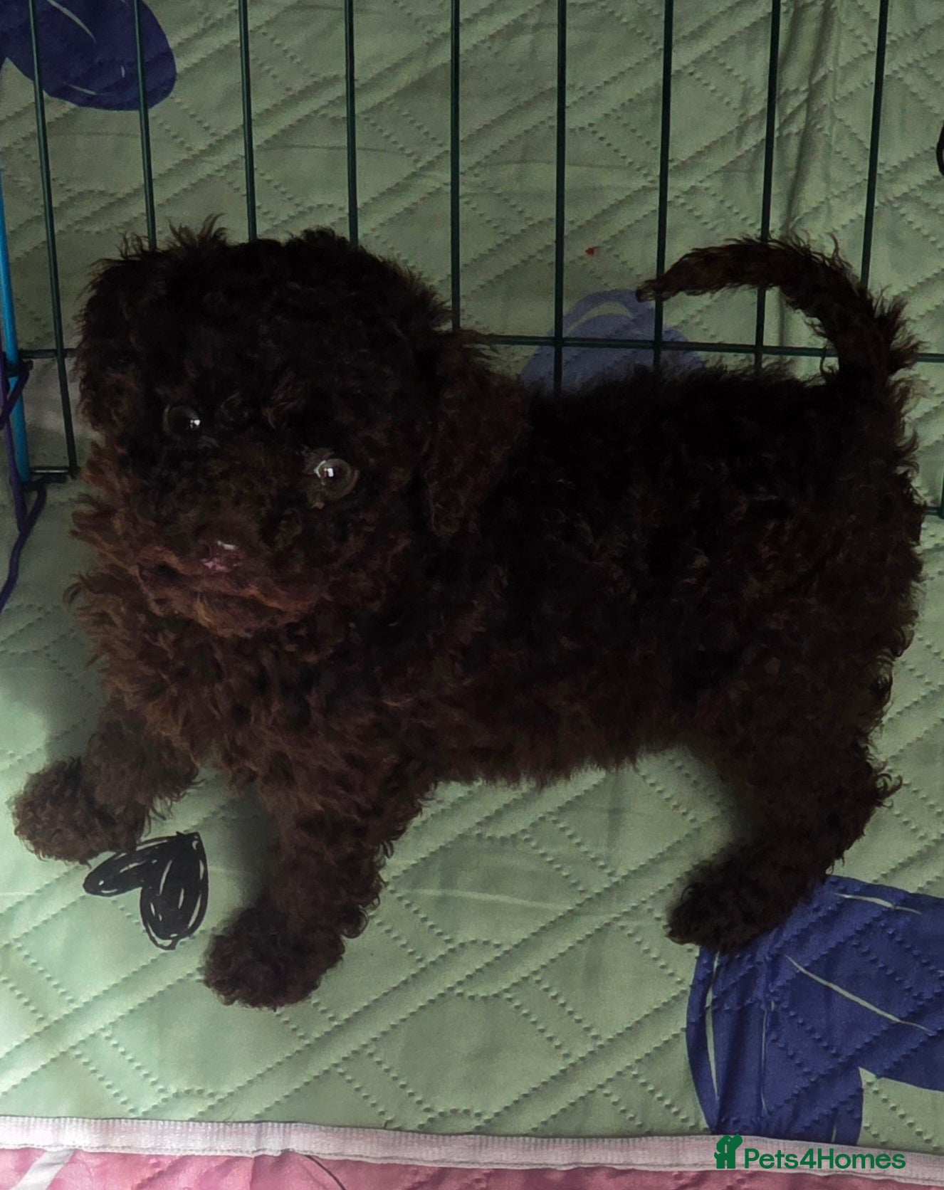 Cockapoo dogs Gorgeous Cockapoo puppies - Advert 8