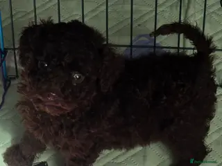 Cockapoo dogs Gorgeous Cockapoo puppies - Advert 8