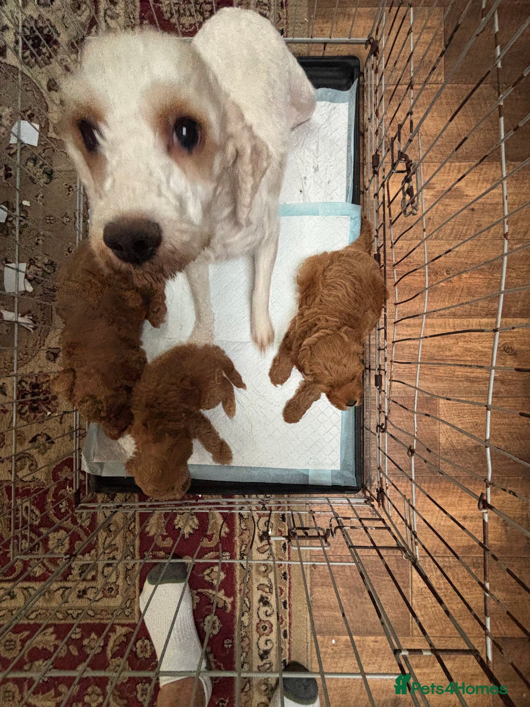 Cavapoo dogs for sale: Beautiful Fox 🦊 Red Cavapoos  - Image 20