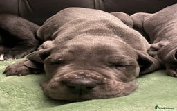 Mixed Breed dogs for sale: STUNNING MASTIFF/GREAT DANE PUPPIES - Advert 5
