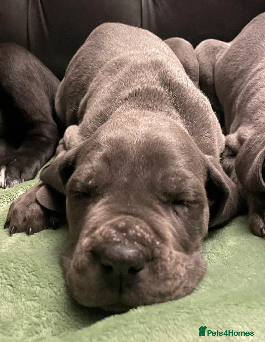 Mixed Breed dogs for sale: STUNNING MASTIFF/GREAT DANE PUPPIES - Advert 26