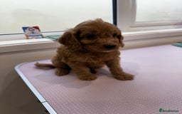 Cockapoo dogs for sale: F1 cockapoo puppies ♥️💙 - Image 5