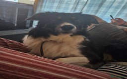 Border Collie dogs for sale: Beautiful border Collie bailey - Image 5