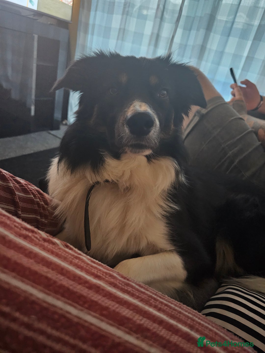 Border Collie dogs for sale: Beautiful border Collie bailey - Image 5