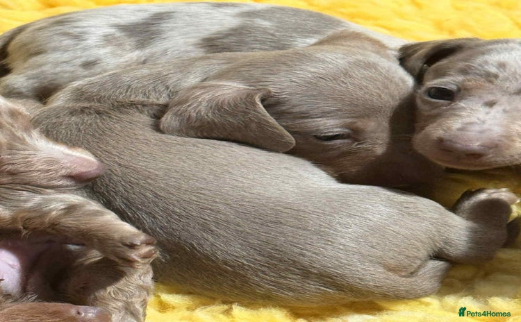Miniature Dachshund dogs - Advert 5