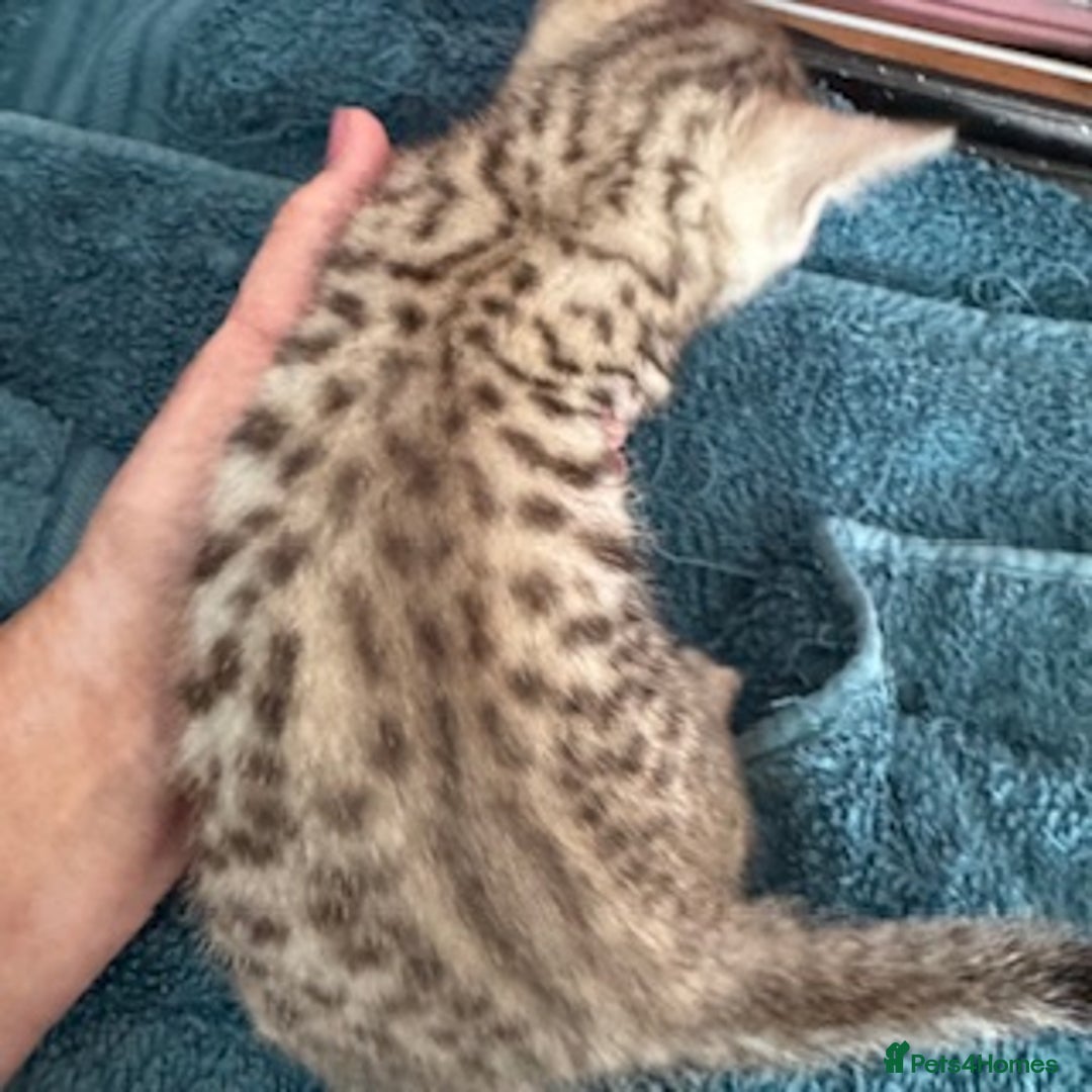 Bengal cats for sale: 4 Gorgeous Bengal Babies - Image 2
