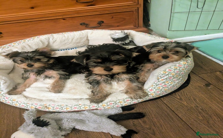 Yorkshire Terrier dogs - Advert 6