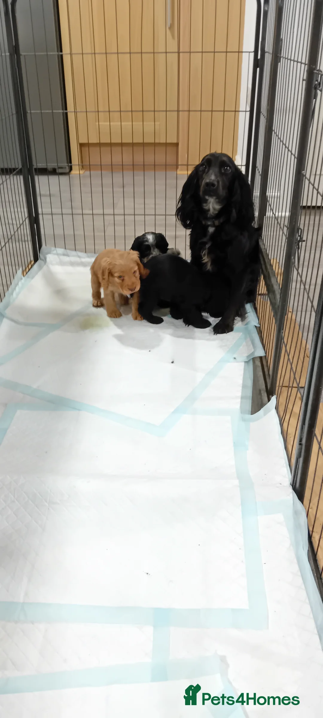 Cocker Spaniel dogs for sale: QUALITY COCKER SPANIAL PUPPIES - VARIOUS COLOURS - Advert 9