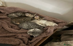 British Shorthair cats for sale: Golden british short hair kittens - Image 11