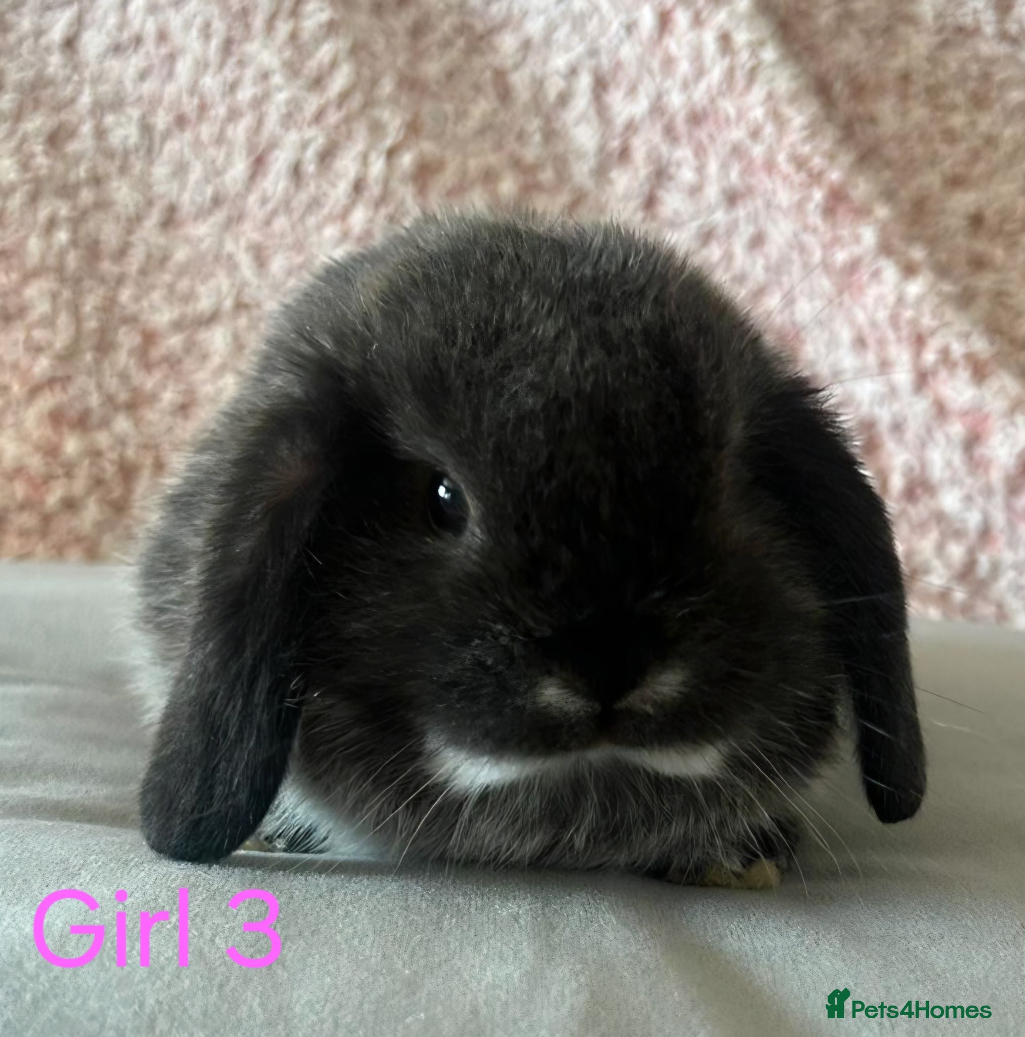 Mini Lop rabbits Pure Breed Mini Lop Babbies - Advert 16