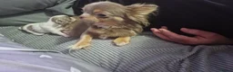 Chihuahua dogs for sale: Chihuahua puppy - Advert 6