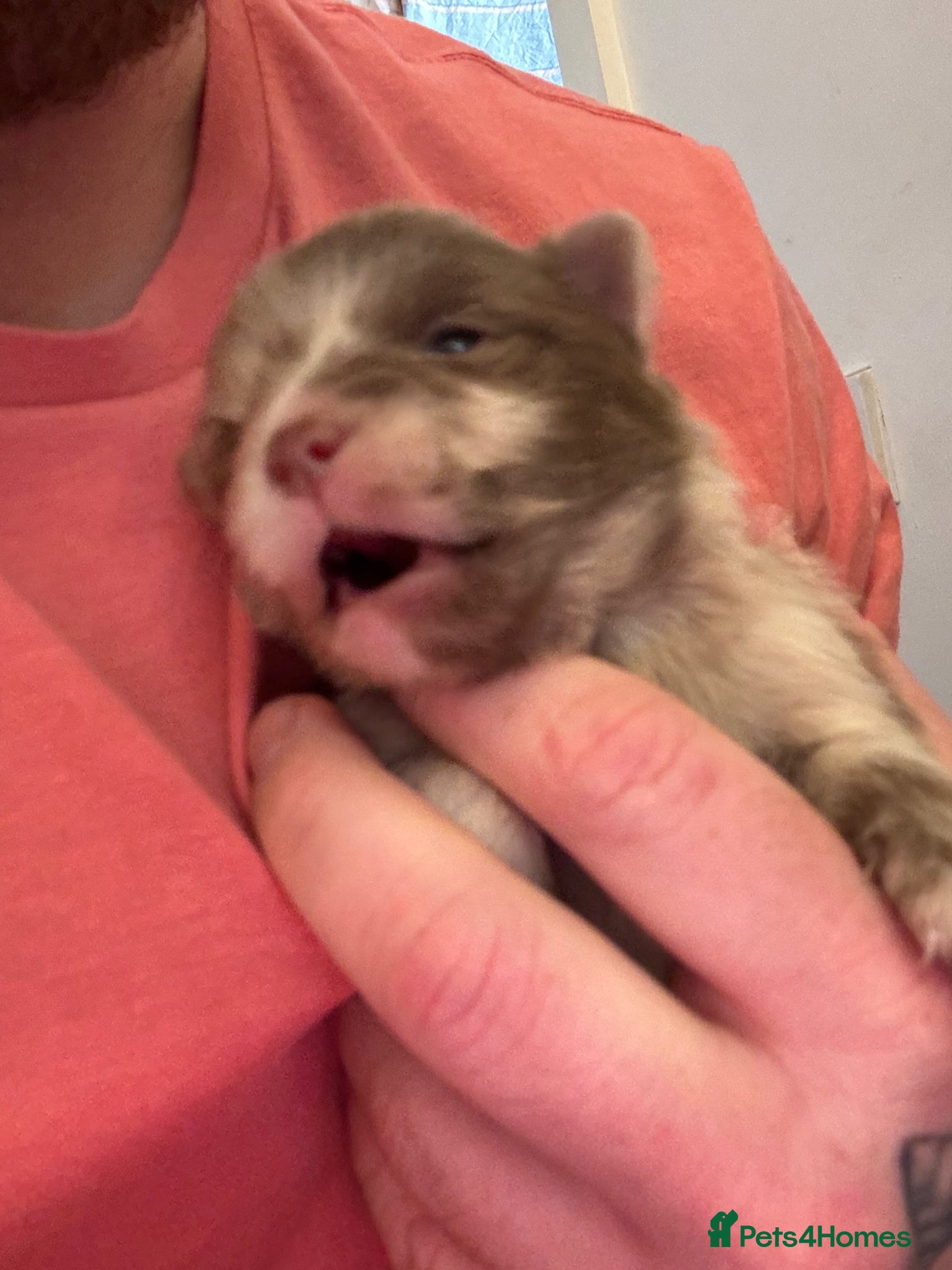 Pomeranian dogs Puppy’s ready in 5 weeks  - Advert 16