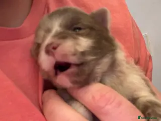 Pomeranian dogs Puppy’s ready in 5 weeks - Advert 16