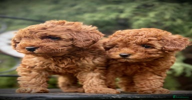 Toy Poodle dogs - Advert 14