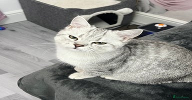 British Shorthair cats Kittens - Advert 2