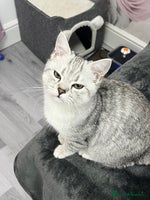 British Shorthair cats Kittens - Advert 6