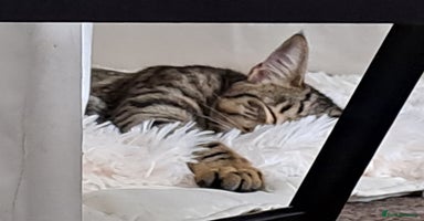 Mixed Breed cats - Advert 4