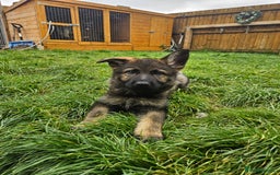 German Shepherd dogs for sale: German Shepherd Puppies – Working Line - Image 28