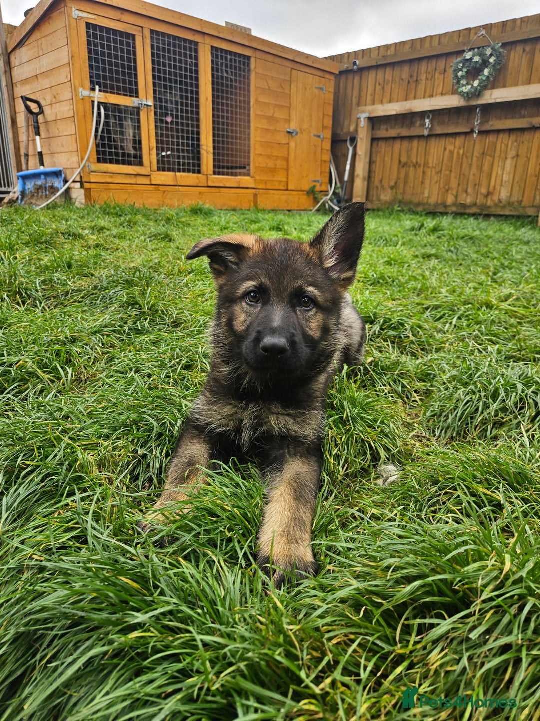 German Shepherd dogs for sale: German Shepherd Puppies – Working Line - Image 28